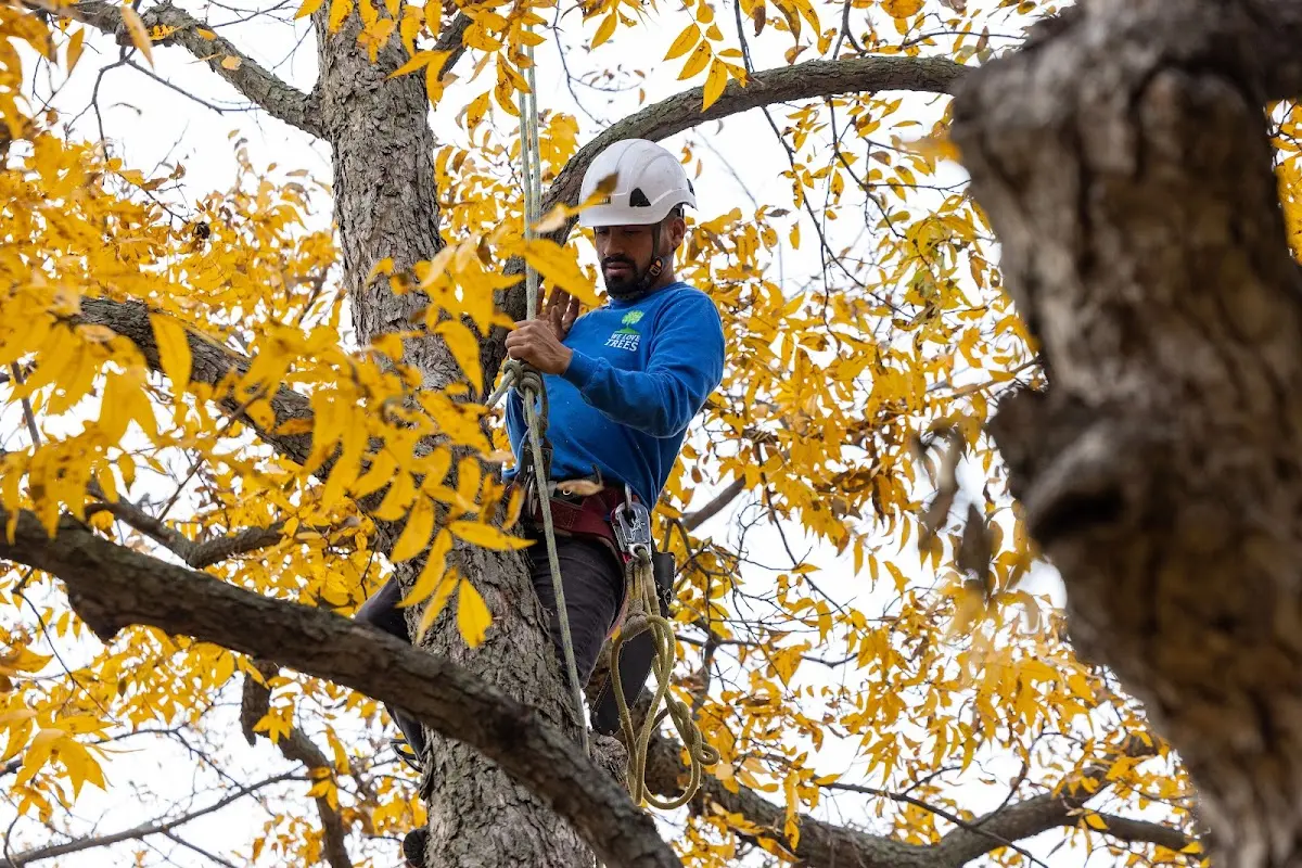 Skilled Tree Pruning crew working in West Jordan
