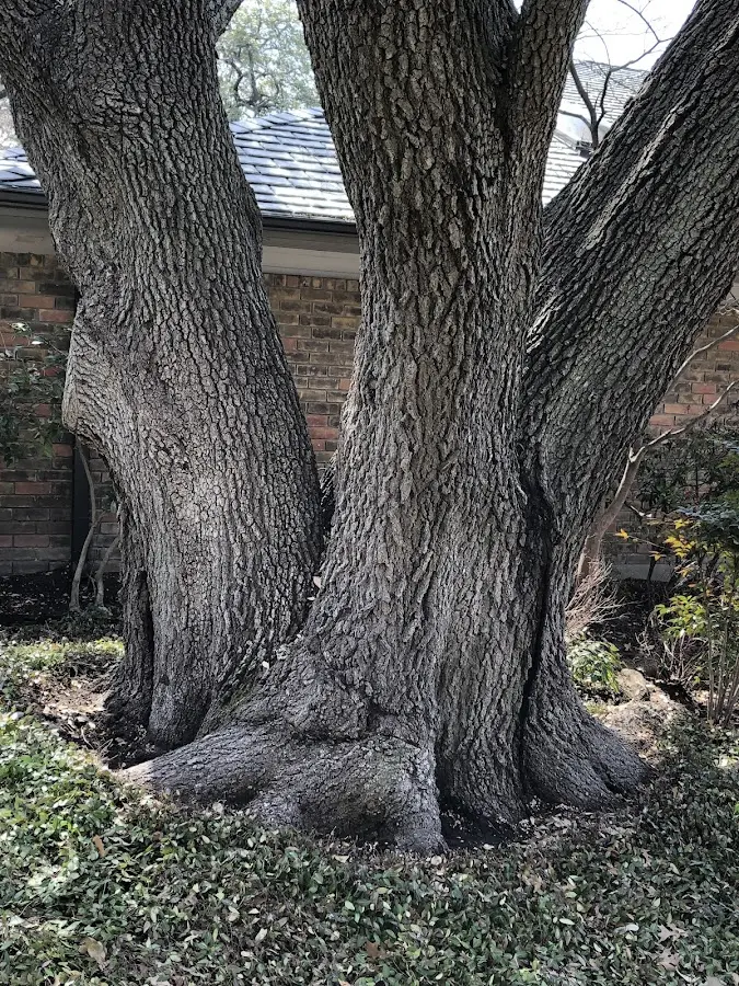 Mature heritage tree close to a West Jordan property cared for by certified arborists